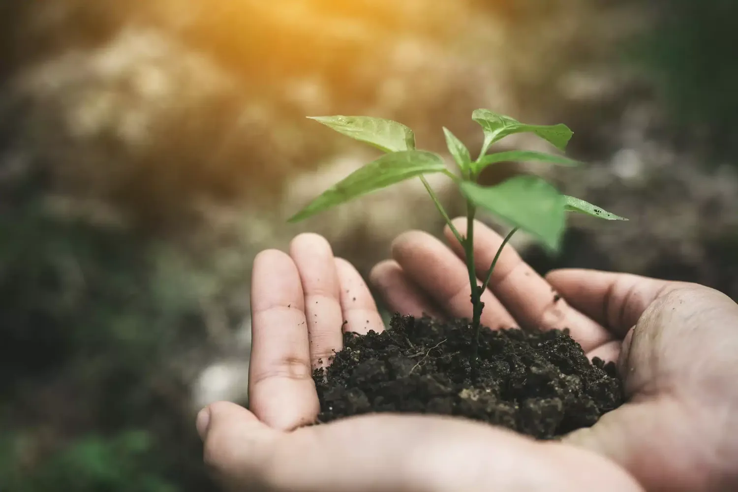 Développement durable : une jeune pousse dans des mains